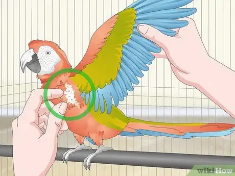 Image titled Treat Allergies in Macaws Step 10