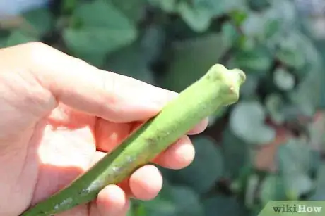 Image titled Preserve Fresh Okra Step 1