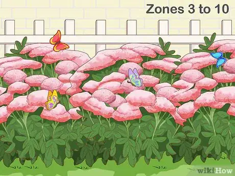 Image titled Pick Low Maintenance Perennials for Your Garden Step 8