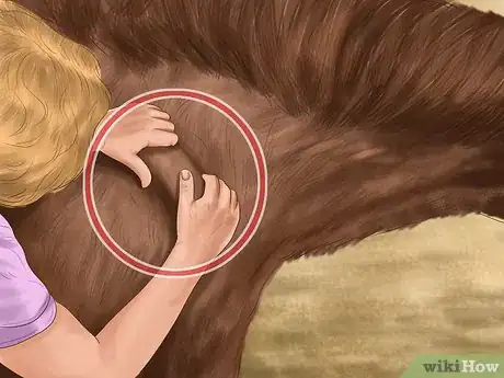 Image titled Maintain Good Hoof Care on Your Horse Step 3
