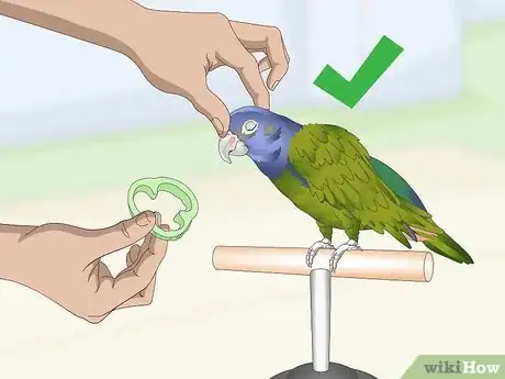 Image titled Teach a Pionus Parrot to Speak Step 12