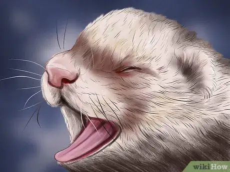 Image titled Prevent Heartworm in Ferrets Step 8