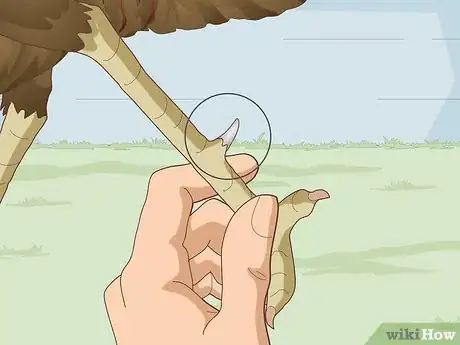 Image titled Sex Turkeys Step 15