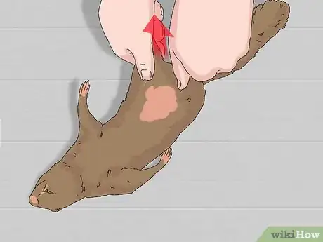 Image titled Skin a Squirrel Step 8