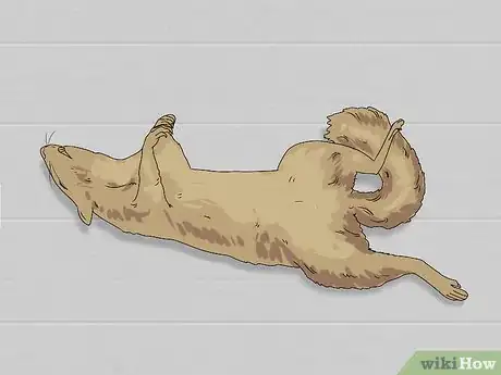 Image titled Skin a Squirrel Step 7