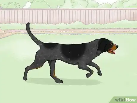 Image titled Identify a Bluetick Coonhound Step 14