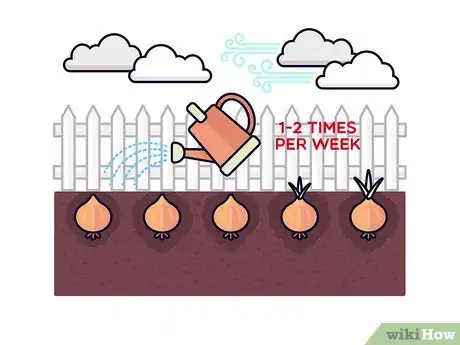 Image titled Grow Saffron Step 8