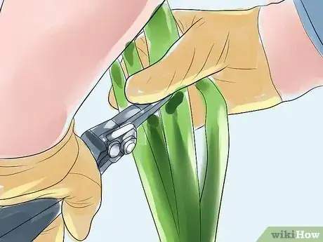 Image titled Get Irises to Bloom Step 2