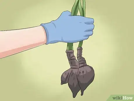 Image titled Grow Four O' Clock Flowers Step 18