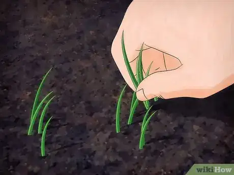 Image titled Grow Snowball Trees Step 2