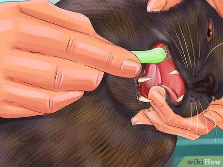 Image titled Treat Behavior Problems in Older Cats Step 10