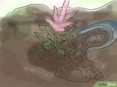 Image titled Grow Astilbe Step 8