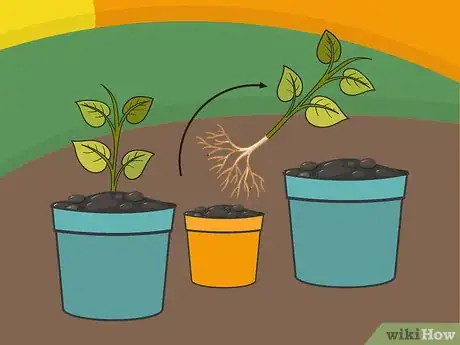 Image titled Grow a Chilli Plant from a Seed Step 9