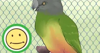 Care for a Senegal Parrot
