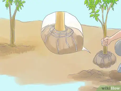 Image titled Plant Bradford Pear Trees Step 11