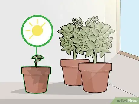 Image titled Grow Chocolate Indoors Step 11