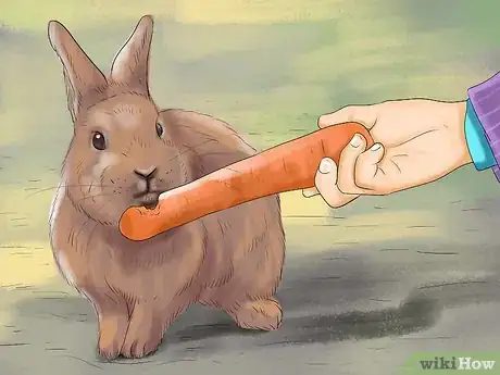 Image titled Get Rabbits Spayed or Neutered Step 12