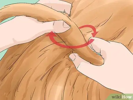 Image titled Identify a Puli Step 11