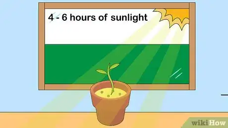 Image titled Grow Nutmeg Step 11