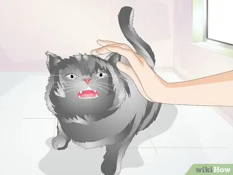 Image titled Diagnose Urinary Tract Disease in Cats Step 5