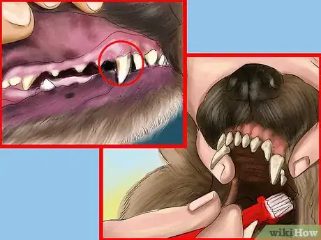 Image titled Care for Papillons Step 2