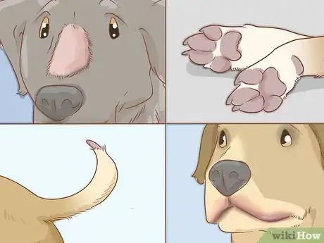 Image titled Treat Frostbite in Dogs Step 12