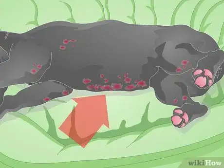 Image titled Choose a Dog Bed for a Senior Dog Step 10