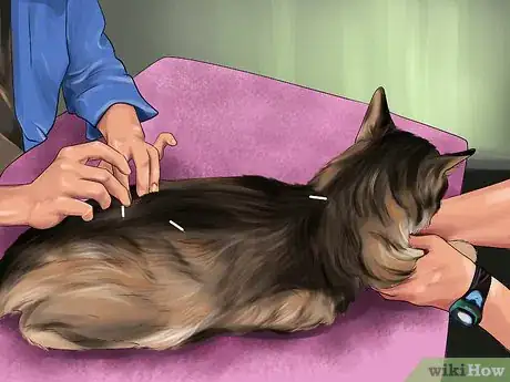 Image titled Treat a Cat with Acupuncture Step 2