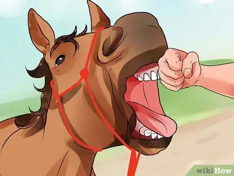 Image titled Be Comfortable Around a Bad‐Tempered Horse Step 21