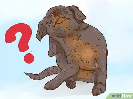 Image titled Keep Pets Safe Around Essential Oils Step 6