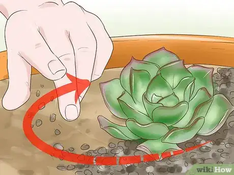 Image titled Grow a Miniature Succulent Garden Step 9