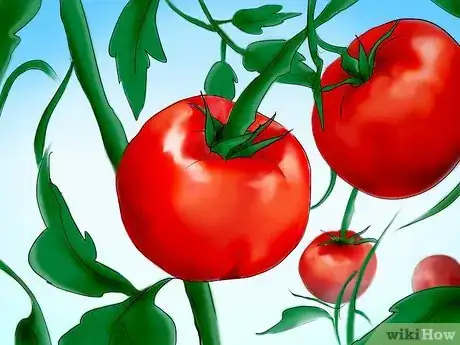 Image titled Plant Tomatoes from Seed Step 32