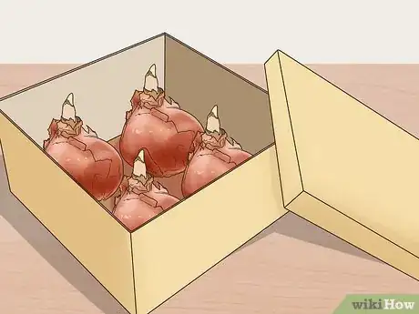 Image titled Get Tulip Bulbs Step 8