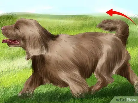 Image titled Identify a Sussex Spaniel Step 5