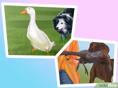 Image titled Choose a Good Hiking Dog Step 1