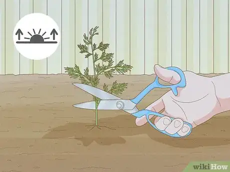 Image titled Harvest Dill Step 2