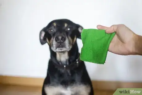 Image titled Help Teething Pups Step 3