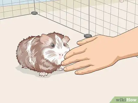 Image titled Teach Your Guinea Pig to Come when Called Step 5