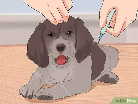 Image titled Prevent Canine Infectious Hepatitis Step 1