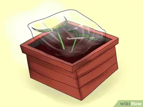 Image titled Help Carnations Make a Comeback Step 7Bullet4