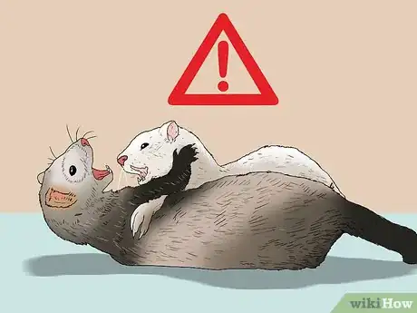 Image titled Raise Ferrets Together Step 3