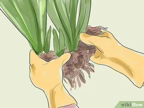 Image titled Get Irises to Bloom Step 1