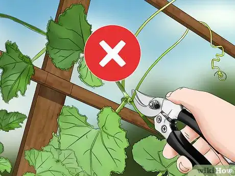 Image titled Prune Cucumber Plants Step 12