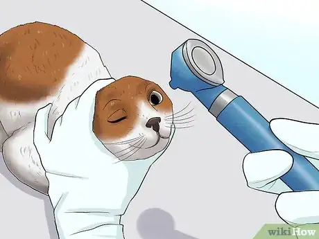 Image titled Treat Feline Glaucoma Step 11