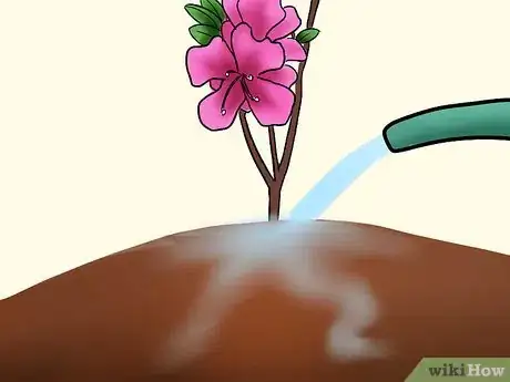Image titled Care for Azaleas Step 7