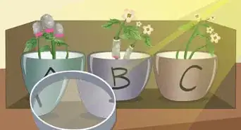 See if Flowers Lean Towards the Sun