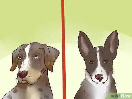 Image titled Adopt a Herding Dog Step 8