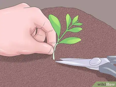 Image titled Grow Sage Step 6