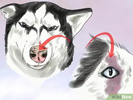 Image titled Treat Autoimmune Disorders in Siberian Huskies Step 1