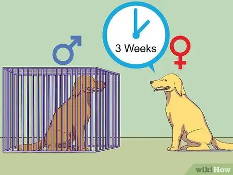 Image titled Calm a Male Dog when a Female Is in Heat Step 4
